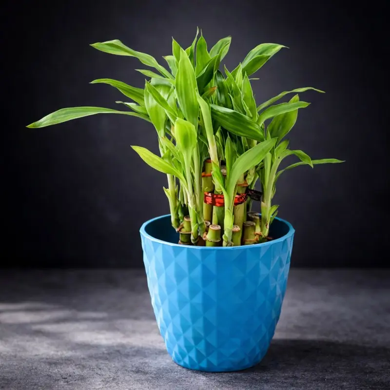 Sapphire Lucky Bamboo Plant