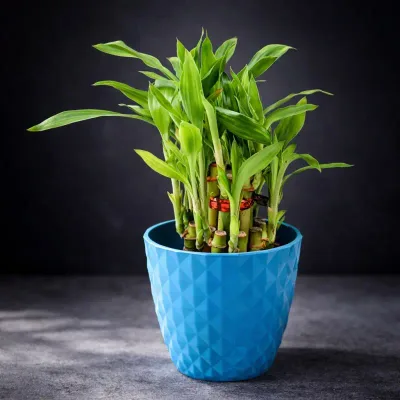 Sapphire Lucky Bamboo Plant by RedHeart