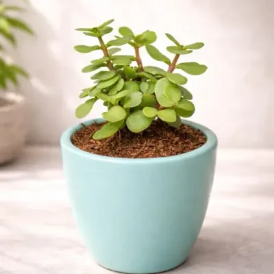 Mint Glow Jade Plant by RedHeart