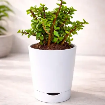 Prosperity Jade Plant by RedHeart