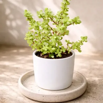 Pearl Dwarf Jade Plant by RedHeart