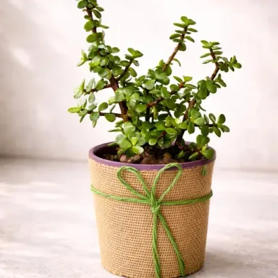 Rustic Prosperity Jade Plant by RedHeart