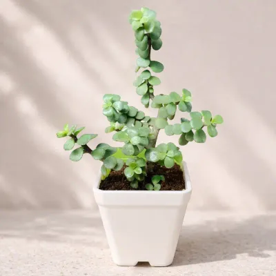 Ivory Charm Dwarf Jade by RedHeart