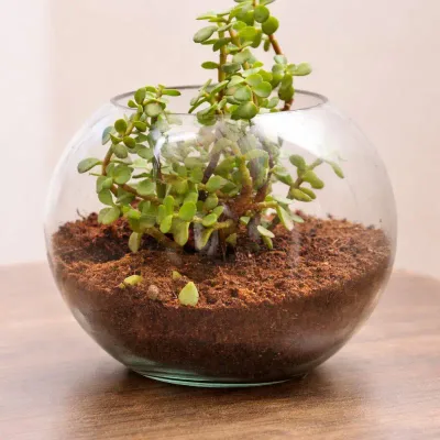 Crystal Globe Dwarf Jade by RedHeart