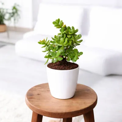 Prosper Mini Jade Plant by RedHeart