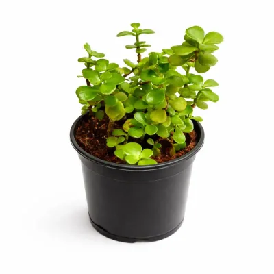 Fresh Sprout Dwarf Jade by RedHeart