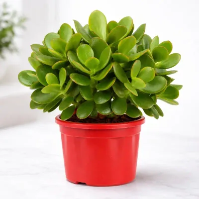 Ruby Crown Jade Plant by RedHeart