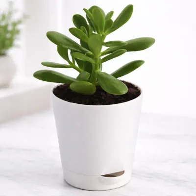 Ivory Prosper Jade Plant by RedHeart