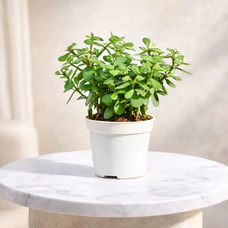 Emerald Harmony Dwarf Jade