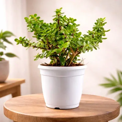 Harmony Crown Jade Plant by RedHeart