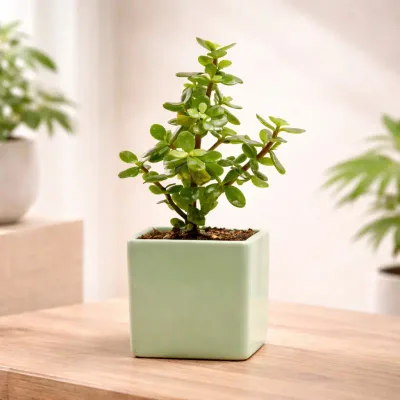 Sage Cube Jade Plant by RedHeart