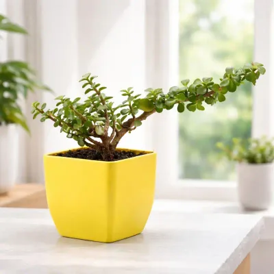 Sunbeam Bonsai Jade by RedHeart