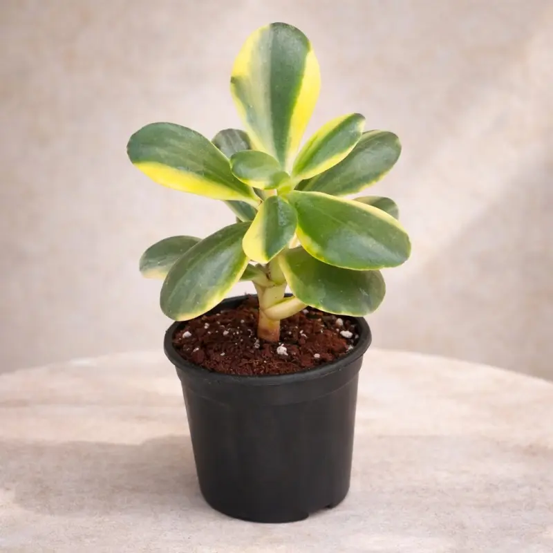 Golden Variegated Jade