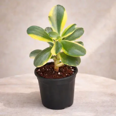 Golden Variegated Jade by RedHeart