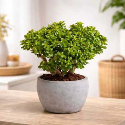 Emerald Bonsai Jade by RedHeart