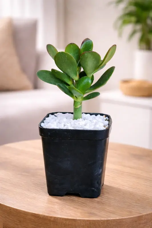 Pebble Glow Jade Plant