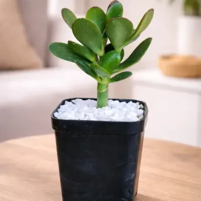 Pebble Glow Jade Plant by RedHeart