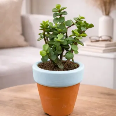 Terra Sky Jade Plant by RedHeart