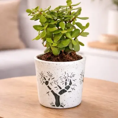 Bonsai Sketch Jade by RedHeart