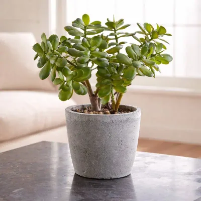 Stone Crest Jade Plant by RedHeart