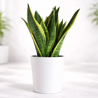 Laurentii Snake Plant by RedHeart