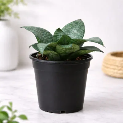 Bird Nest Snake Plant by RedHeart