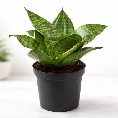 Compact Snake Plant by RedHeart