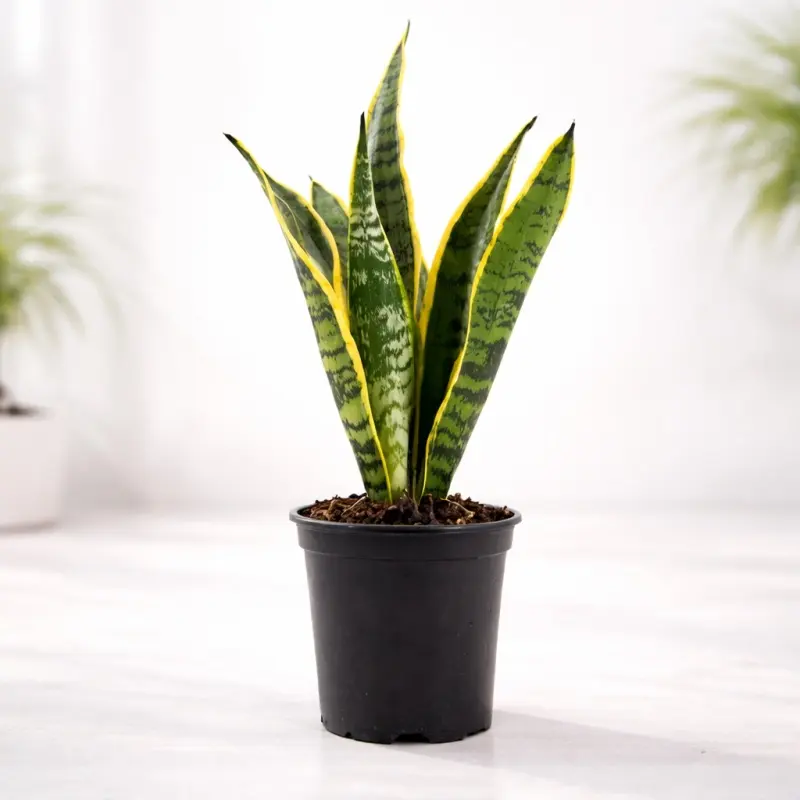 Golden Spear Snake Plant