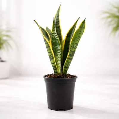 Golden Spear Snake Plant by RedHeart