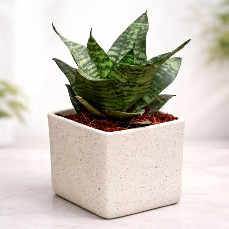 Ivory Nest Snake Plant