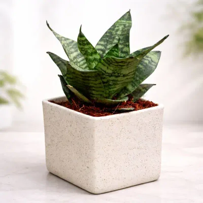 Ivory Nest Snake Plant by RedHeart