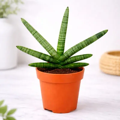 Starline Snake Plant by RedHeart