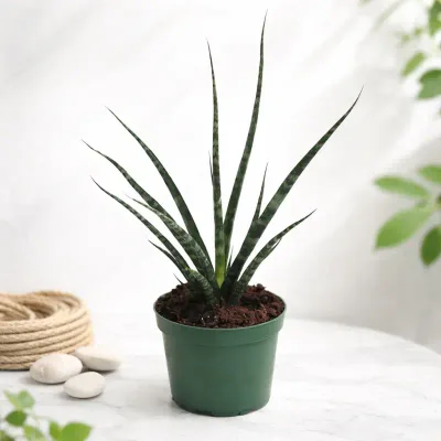 Zen Spear Snake Plant by RedHeart