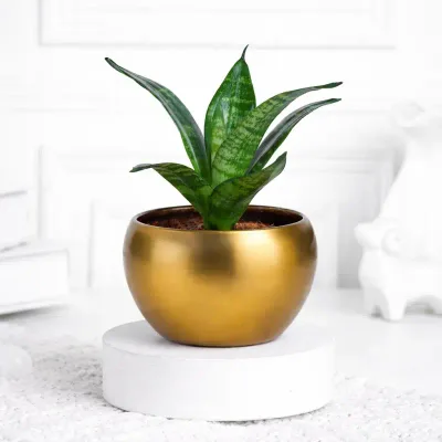 Regal Fernwood Snake Plant by RedHeart