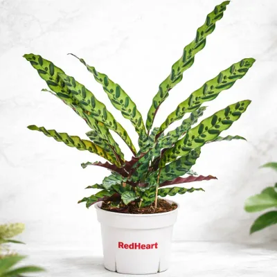 Peacock Rattlesnake Plant by RedHeart