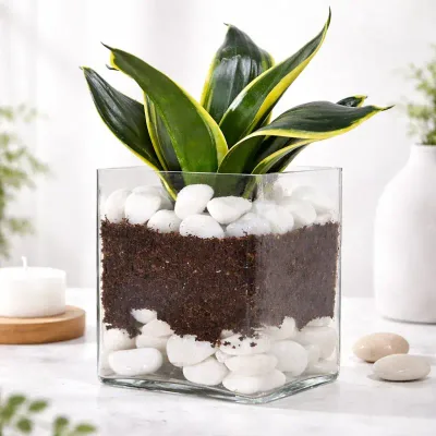 Crystal Edge Snake Plant by RedHeart