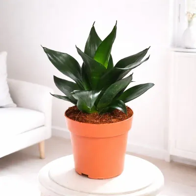 Midnight Nest Snake Plant by RedHeart