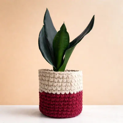 Noir Dragon Snake Plant by RedHeart