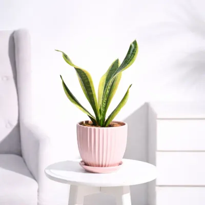 Golden Ribbon Snake Plant by RedHeart