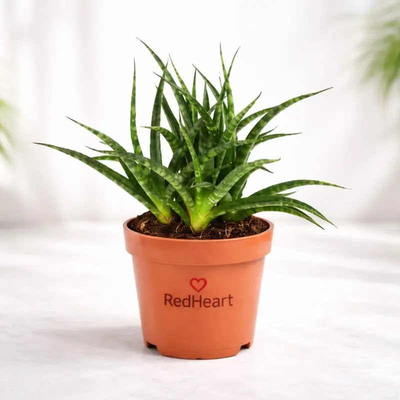 Emerald Fountain Snake Plant