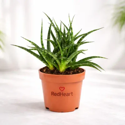 Emerald Fountain Snake Plant by RedHeart