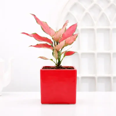 Blush Glow Aglaonema by RedHeart