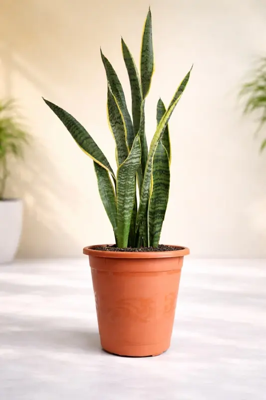 Tall Laurentii Snake Plant