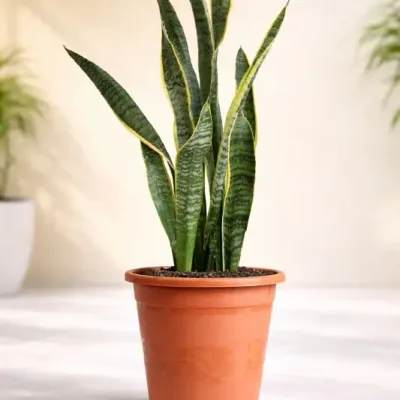 Tall Laurentii Snake Plant by RedHeart