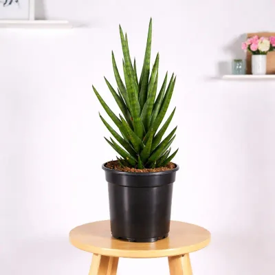 Emerald Spike Snake Plant by RedHeart