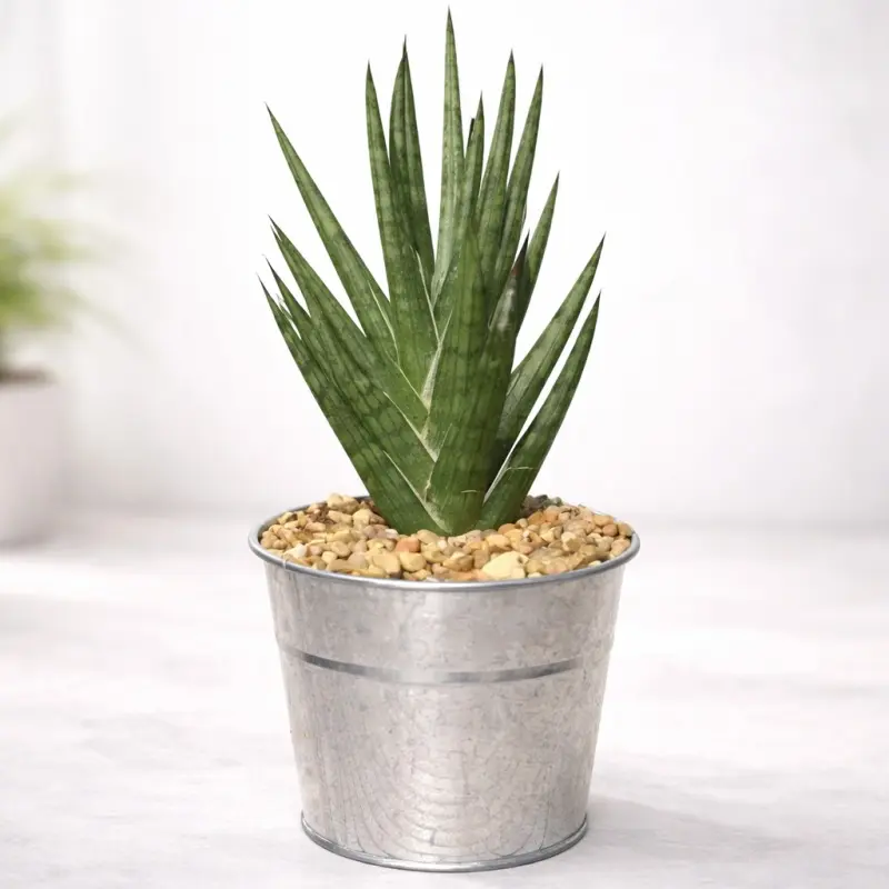 Silver Spear Snake Plant