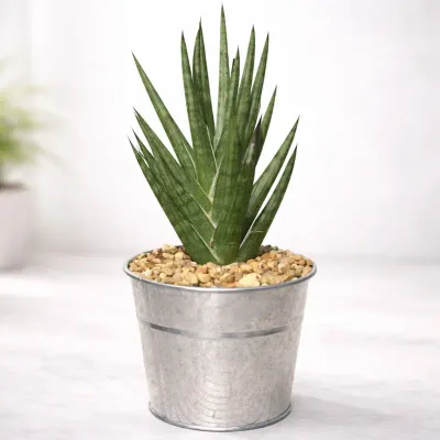 Silver Spear Snake Plant by RedHeart