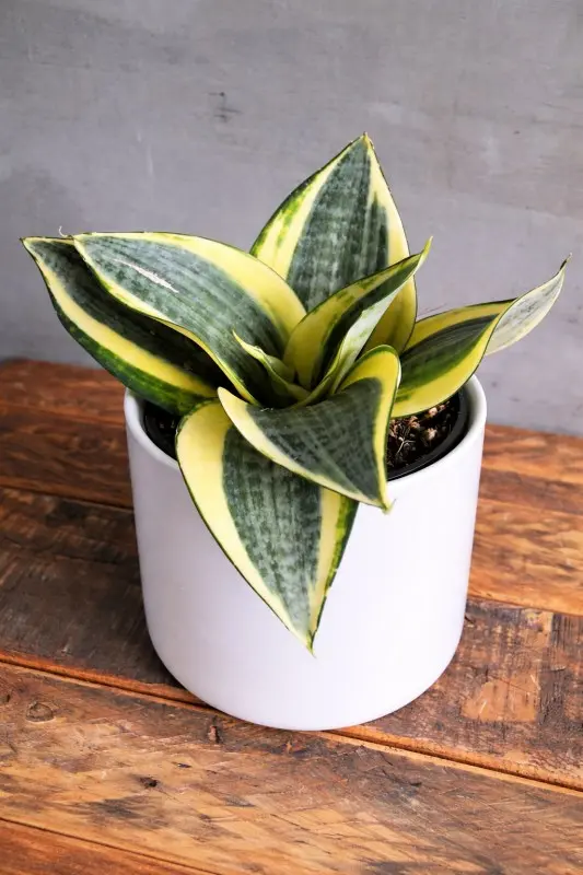 Golden Nest Snake Plant