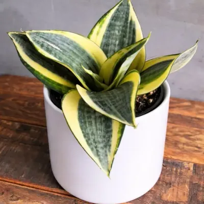 Golden Nest Snake Plant by RedHeart