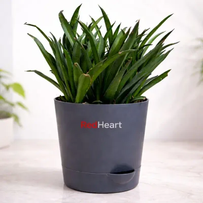 Midnight Fernwood Snake Plant by RedHeart